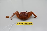 藏品(白紋方蟹)的圖片